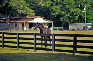 horse farms